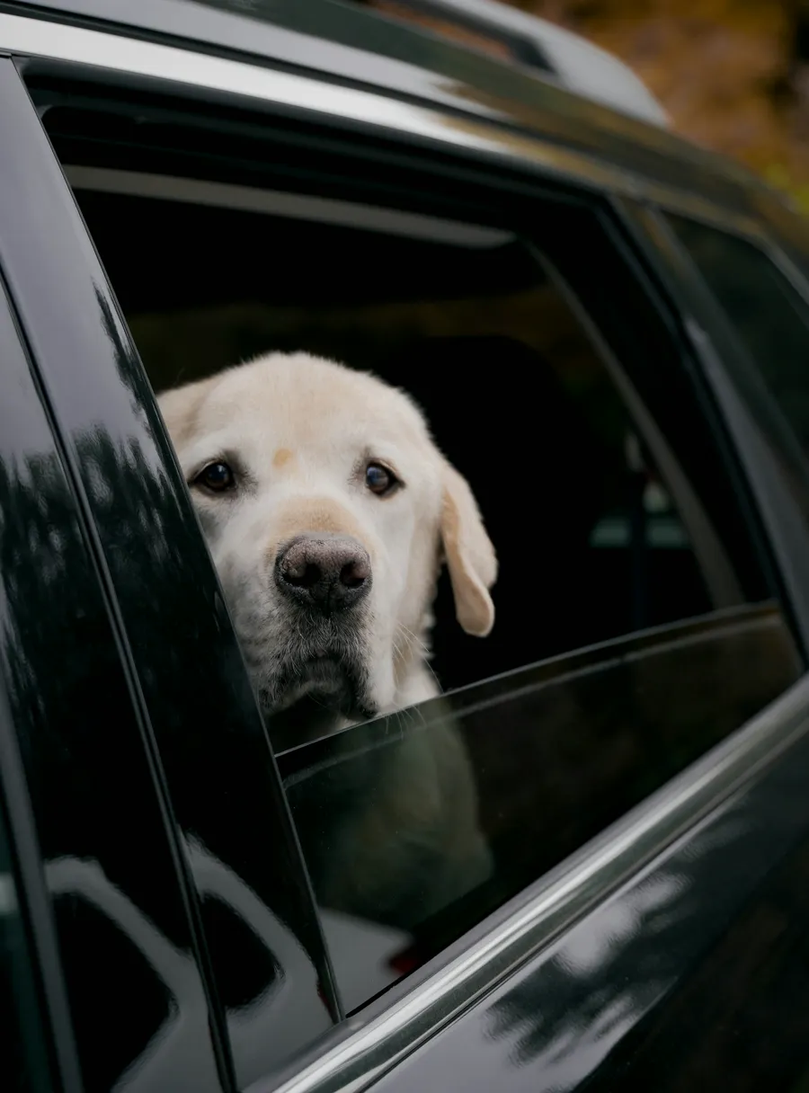Labrador looking out of a car window